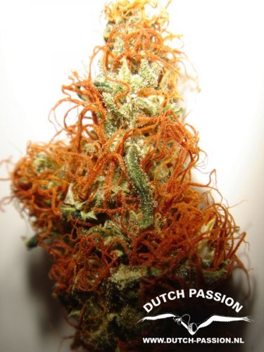 Orange Bud - feminized 3pcs Dutch Passion seeds