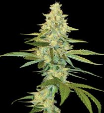 Cannalope Kush - 3 ks feminizovaných semínek DNA Genetics