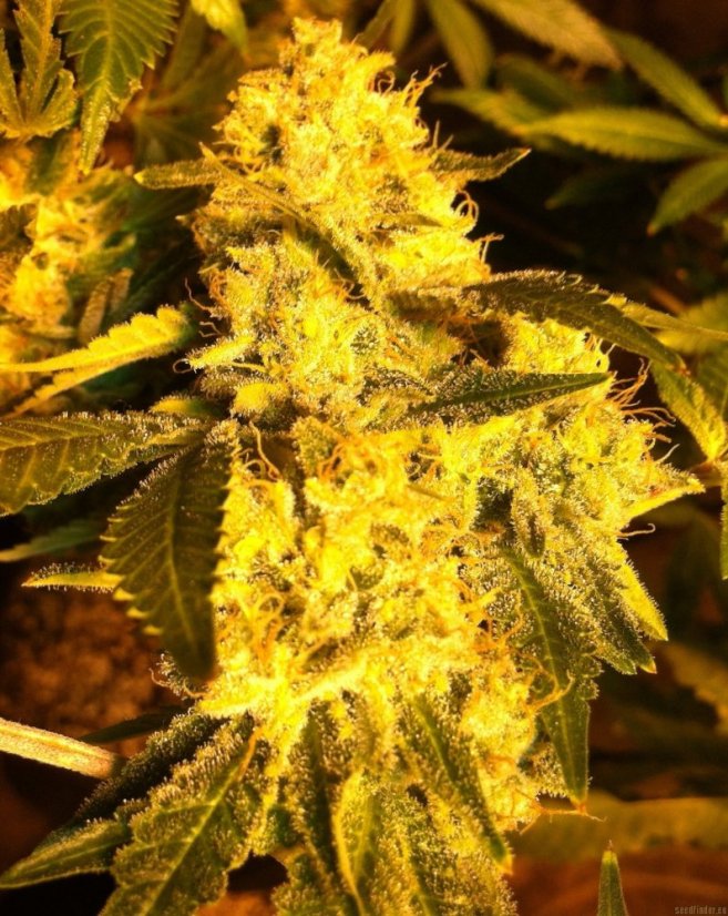 Lemon Thai Kush - Feminized Seeds 5pcs Humboldt