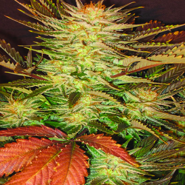 Ice Cream - 10 ks feminizovaná semínka Paradise Seeds