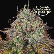 Paradise Seeds Apricot Candy feminisierte Samen