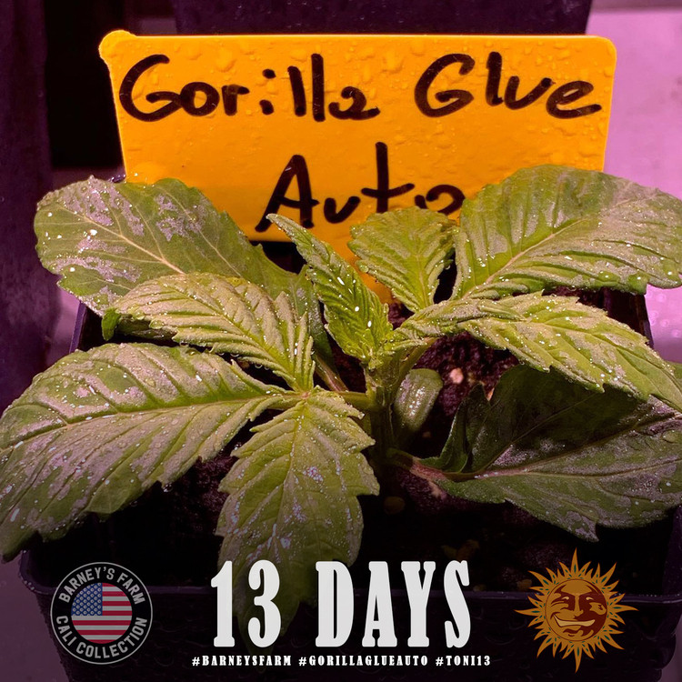 Gorilla Glue Auto - autoflowering semena marihuany 10 ks Barney´s Farm