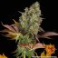 OG Kush Auto - samonakvétacie semená, 10 ks, Barneys Farm