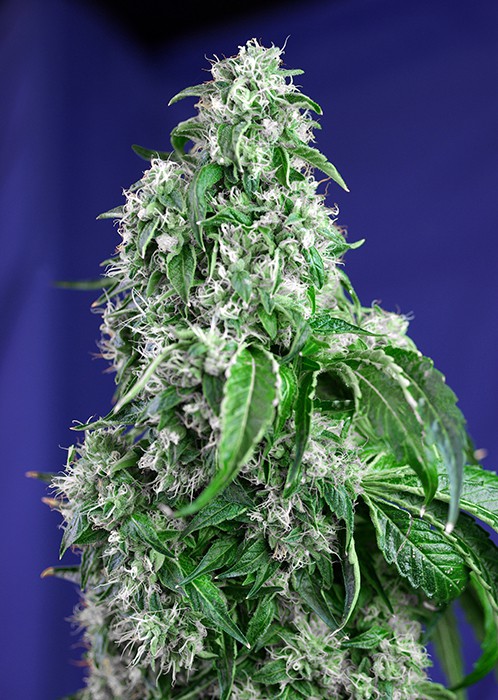 5 Feminisierte Big Devil Fast Version-Samen Von Sweet Seeds