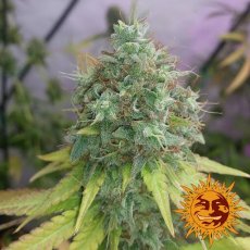 G13 Haze – feminizované semienka 5 ks Barney's Farm