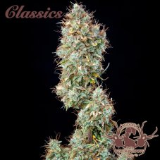 Buddha Auto White Widow, 3er Pack - Buddha Seeds Premium Genetik