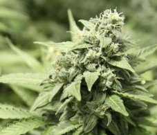 StarRyder autoflowering semínka 3ks Dutch Passion