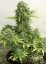 StarRyder autoflowering semínka 3ks Dutch Passion
