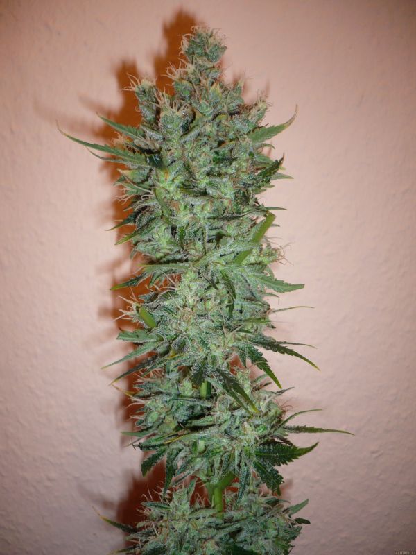 Skunk n.1 - feminizovaná semínka 25 ks Sensi Seeds