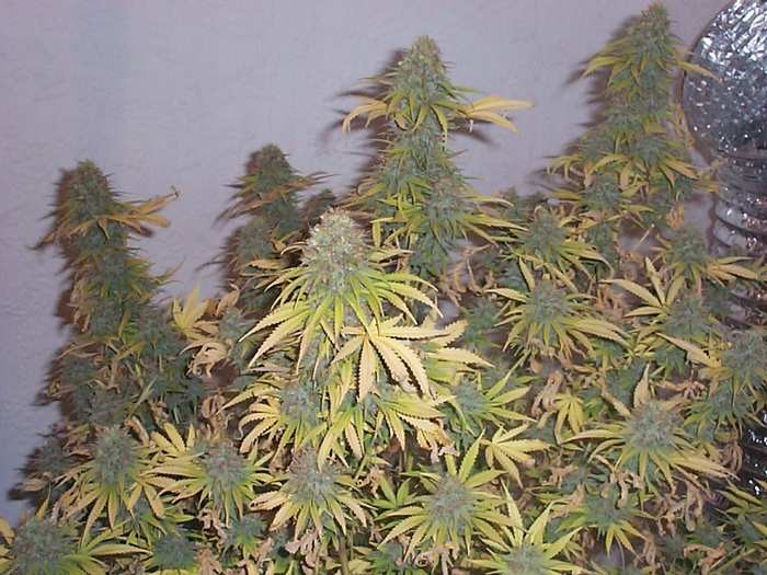 Big Bud - Nasiona 10 sztuk standardowych nasion Sensi Seeds