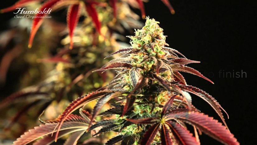 707 Headband - feminizovaná semienka 3ks Humboldt