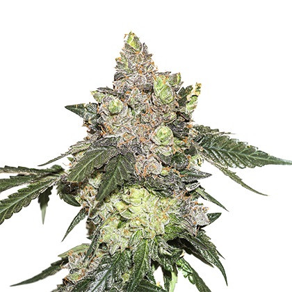 Girl Scout Cookies feminized seeds 5 pcs Seedstockers