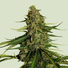 Gaia F1 Auto Feminizowane Nasiona - 3