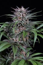 Quick Kush - 10 ks feminizovaná semienka Dinafem