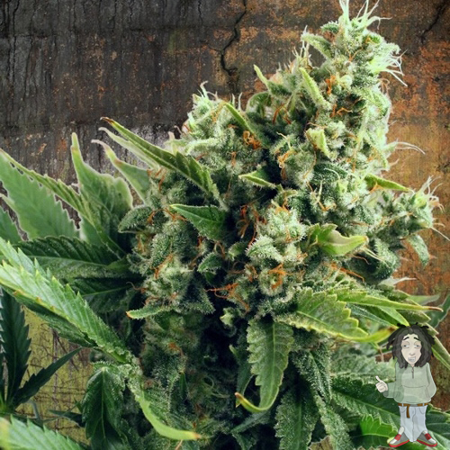 White Widow – feminizované semienka 5 ks Ministry of Cannabis