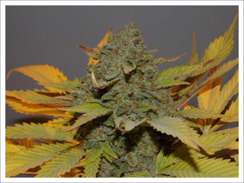 Green Poison Fast Version - feminizované semienka 10ks Sweet Seeds