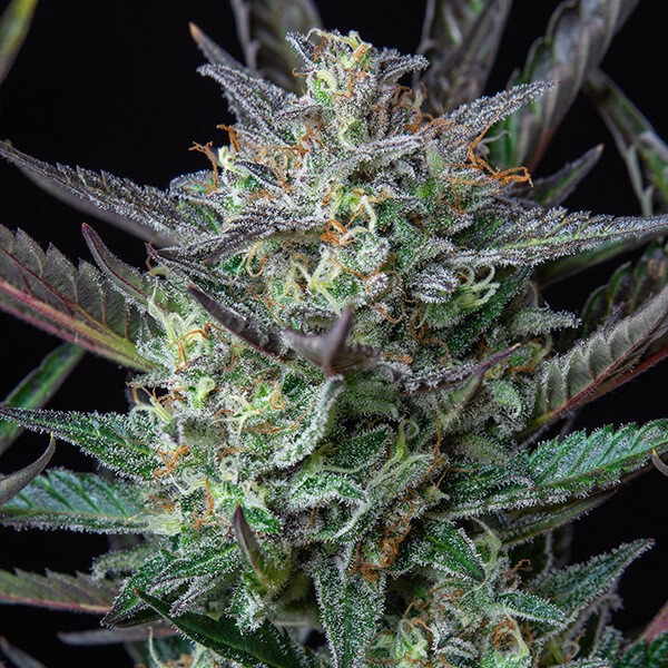 Purple Punch Automatic - feminizovaná a samonakvétací semínka 5ks Royal Queen Seeds