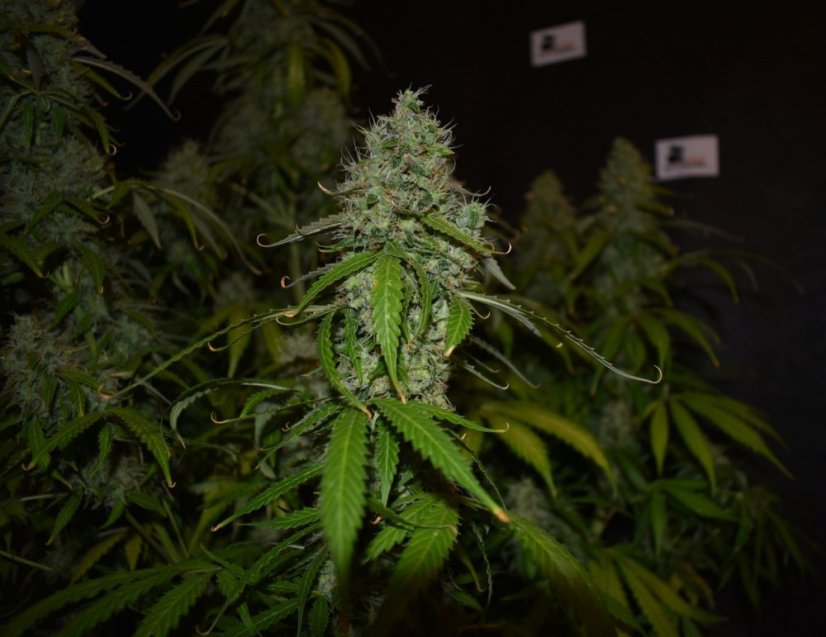 Blackberry Gum samonakvétací semena 5 ks Seedstockers