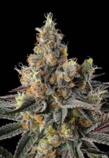 Paradise Seeds x Compound Genetics Tostones feminizované semená, 3 ks