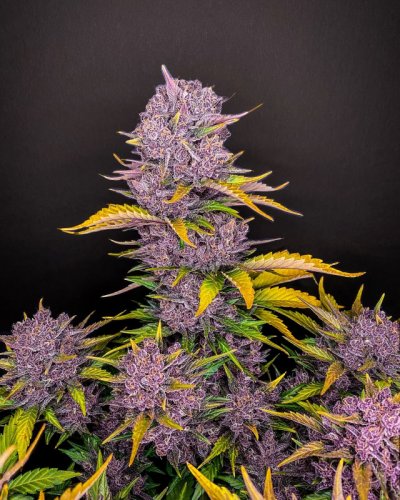 Purple Lemonade Auto - Autoflowering Marihuana Samen 5 Stück Fast Buds