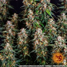 Strawberry Cheesecake Auto - autoflowering semena marihuany 5 ks Barney´s Farm