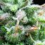 Sirup auto - feminizované semená, 3 ks, Buddha Seeds