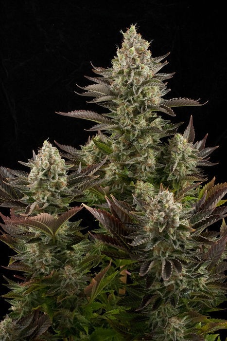 White Widow - 5 feminized Dinaf seeds