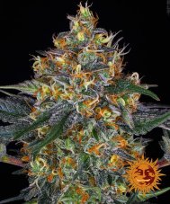 Moby Dick Auto - autoflowering seeds 3 pcs, Barney´s Farm