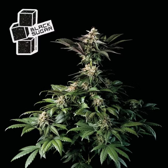 Black Sugar - feminizovaná semena marihuany 3ks, Seedsman