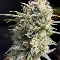 Franco's Lemon Cheese Feminisierte Samen - 5