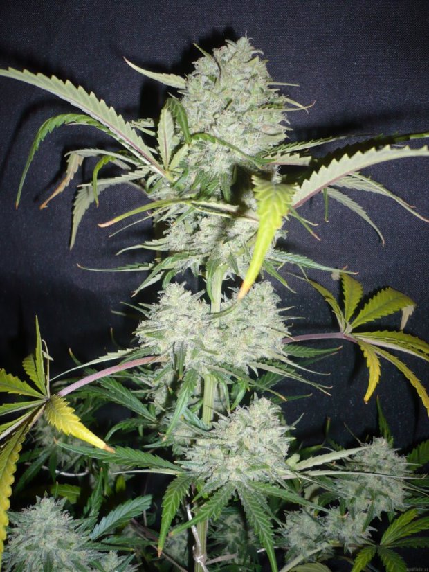 Northern Lights Automatic - feminizovaná a samonakvétací semínka 5ks Sensi Seeds