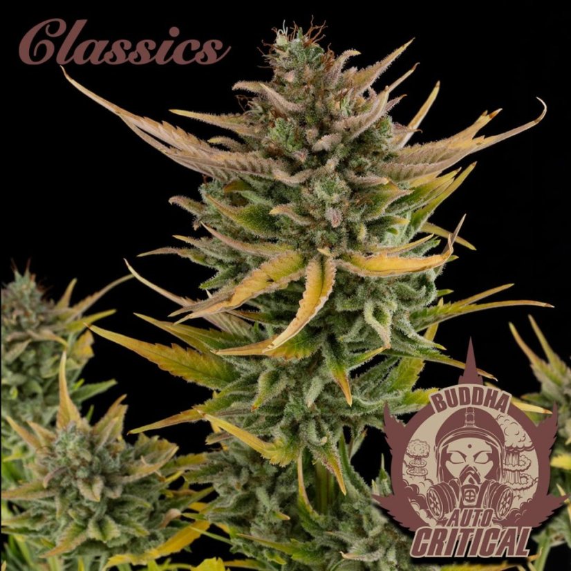 Buddha Autoflowering Critical, 3 ks, Buddha Seeds