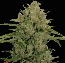 Triple Cheese - feminizovaná semena 5 ks Barney´s Farm