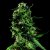 LSD - semillas feminizadas Barney's Farm 5 uds.
