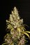 Monster - 9ks feminized semená Eva Seeds