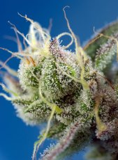 Sweet Cheese XL Auto Feminizowane Nasiona