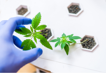 Genetica Cannabisului: Tehnici de Selecție Avansată