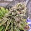 Buddha White Widow, 3 ks, Buddha Seeds