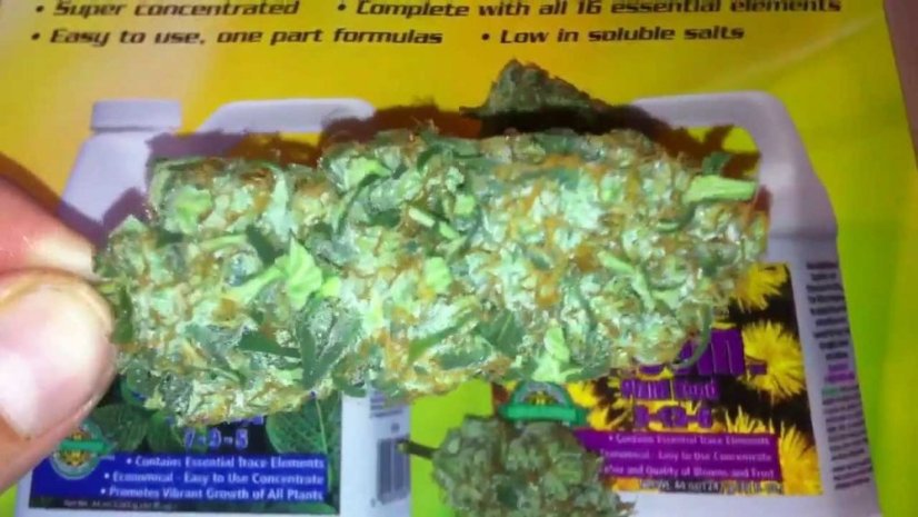 Critical Cheese Automatic - fem. i 3 nasiona Dinafem