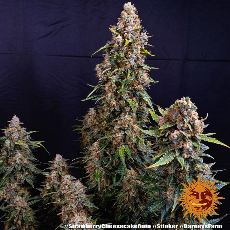 Strawberry Cheesecake Auto - autoflowering semena marihuany 10 ks Barney´s Farm