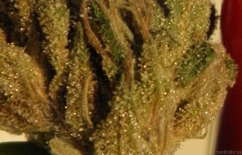 Acapulco Gold – feminizovaná semínka 5ks Barney´s Farms