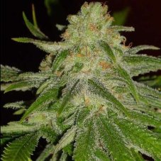 Cinderella 99 - feminizované semená 6ks Natural Seeds