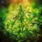 ANTS AS CANNABIS PESTS: HOW TO GET RID OF THEM?