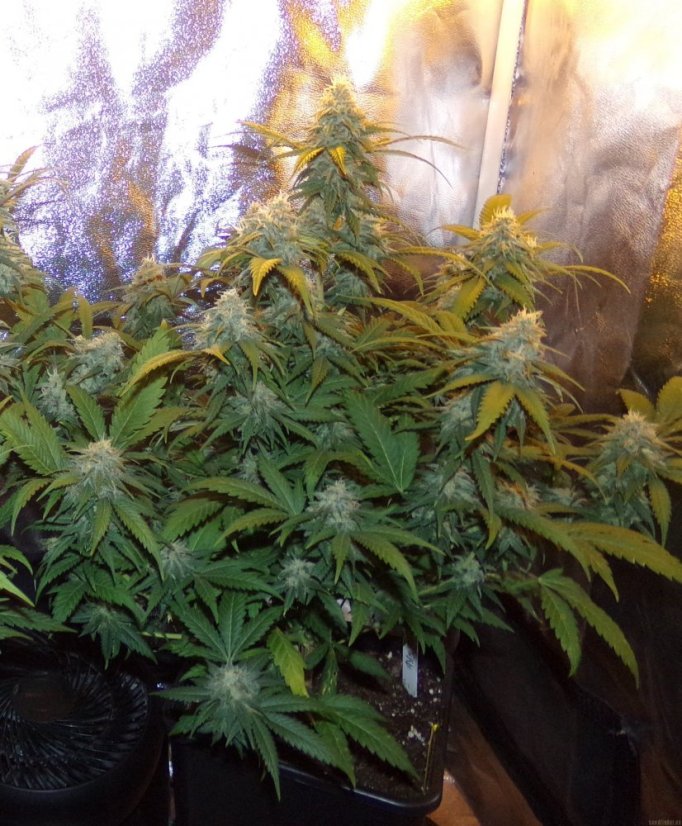 Big Bud - semínka 10 ks standardizované Sensi Seeds