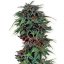 Durban Poison - feminisierte Samen 3 Stück Dutch Passion