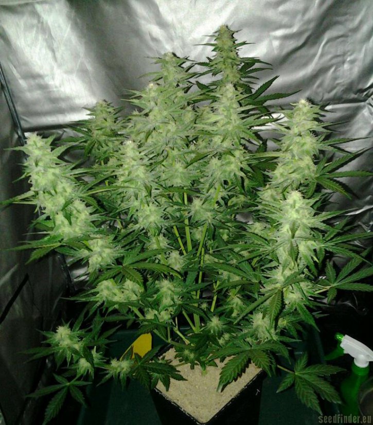 Royal Cheese Automatic - samonakvétací semínka 10ks Royal Queen Seeds