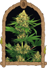 Tengerine Kush - feminizované semená, 10 ks, Exotic Seed