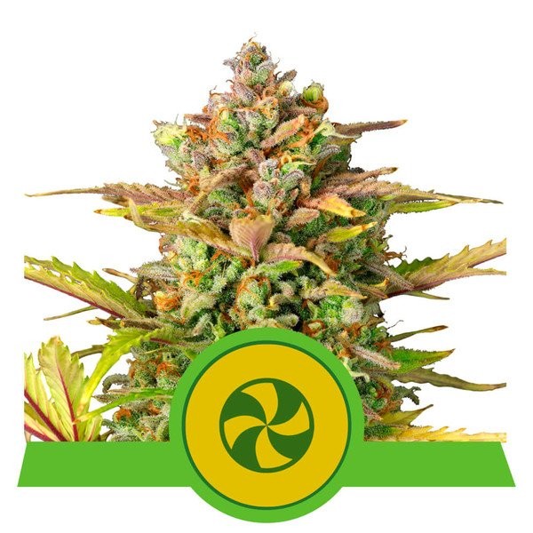 Sweet ZZ Automatic - feminizovaná a samonakvétací semínka 3 ks Royal Queen Seeds