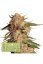 Blue Moby Auto - autoflowering semená marihuany HumboldtXSeedstockers 5 ks