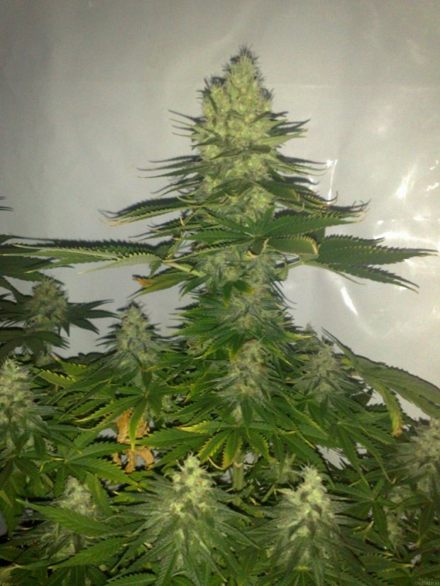 White Widow - feminizovaná semena 10 ks Dutch Passion